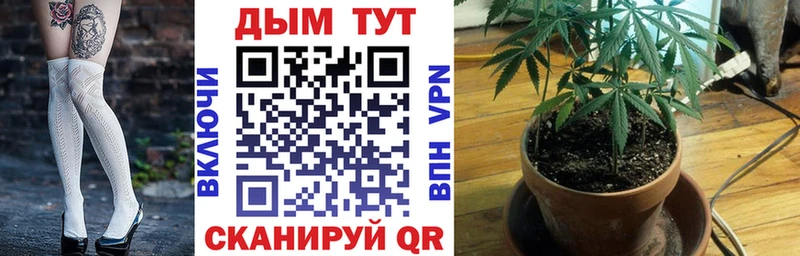 Купить Калтан Канабис план